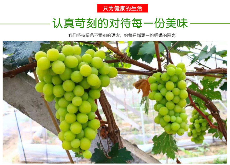 香印青提阳光玫瑰葡萄新鲜日本引种翠玉晴王青提新鲜葡萄水果