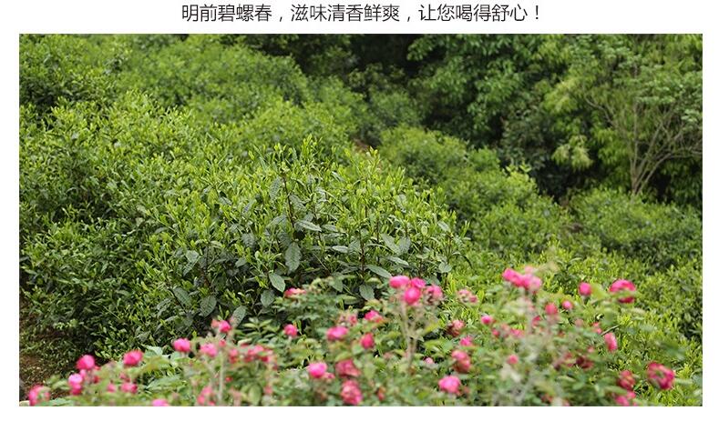 【北京馆新茶预售】明前洞庭碧螺春 礼盒装 250g