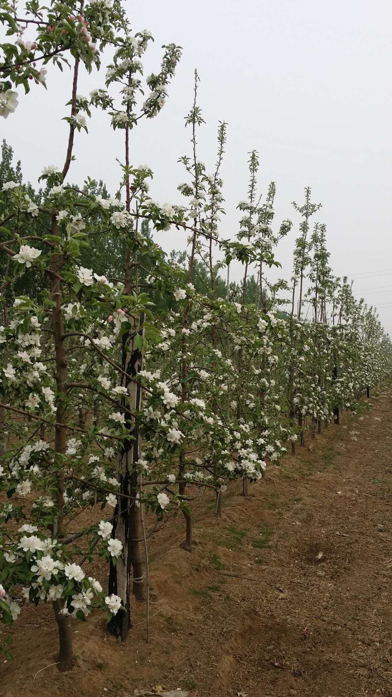 【北京馆】顺义斯托拉夫苹果整盒约5斤