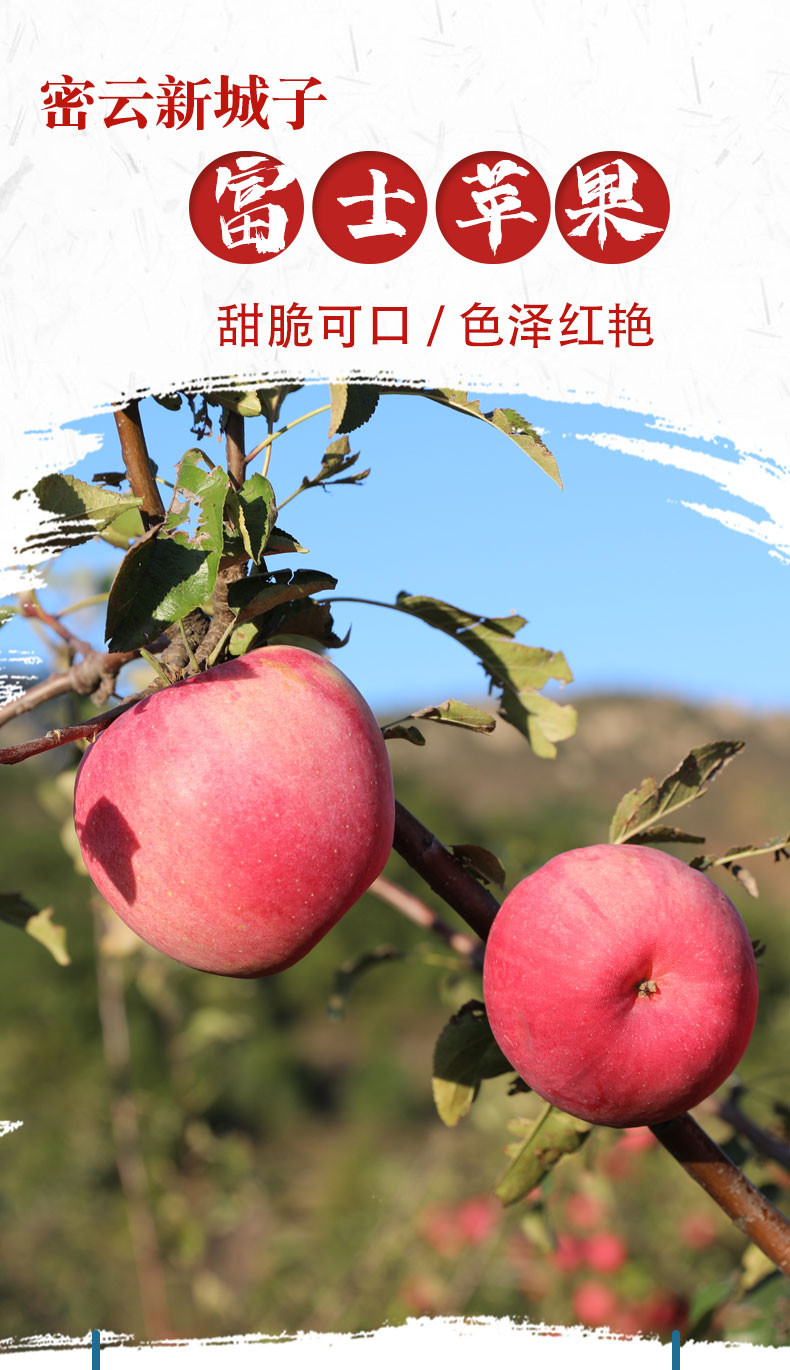 【北京馆】密云本地高山富士苹果家庭装 约5斤（优等果）