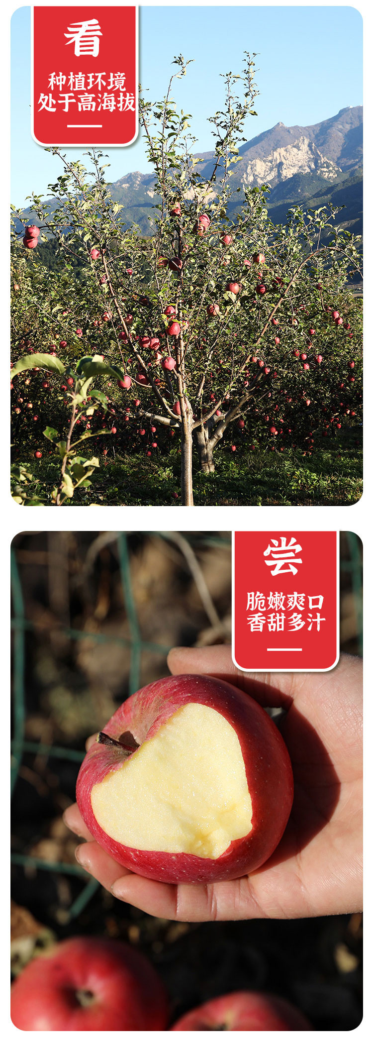 【北京馆】密云本地高山富士苹果家庭装 约10斤（优等果）