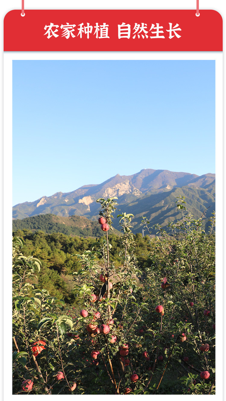 【北京馆】密云本地高山富士苹果家庭装 约10斤（优等果）