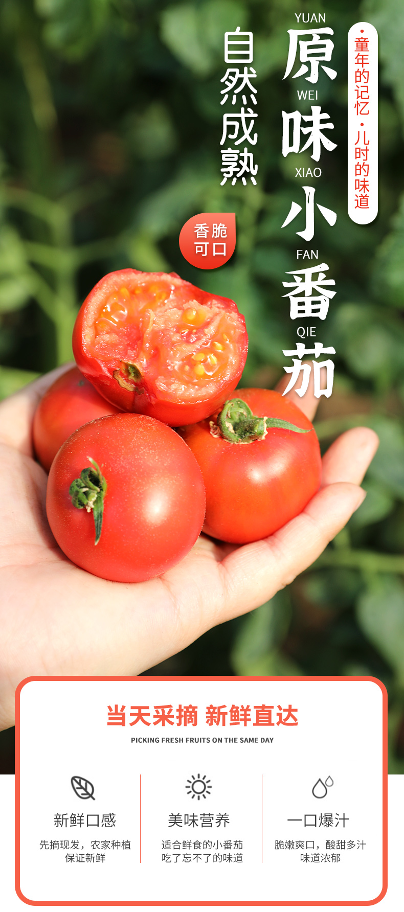  【北京馆】密云本地原味番茄   邮政农品