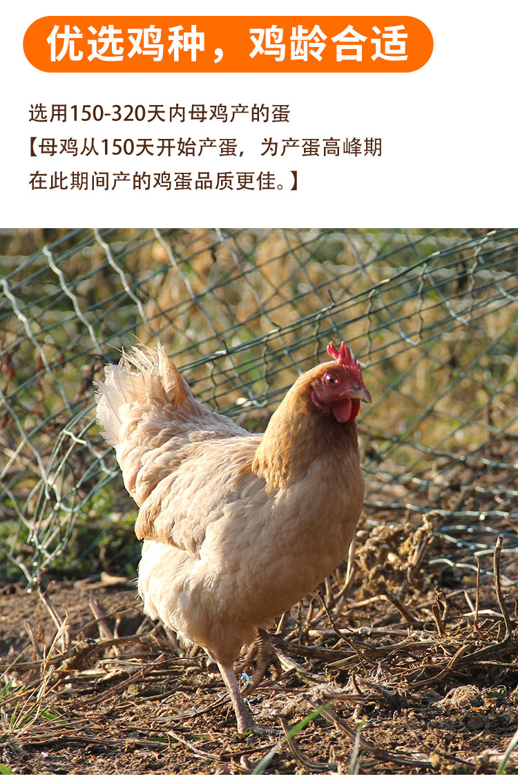  【北京优农】密农人家山林散养土鸡蛋60枚 密农人家