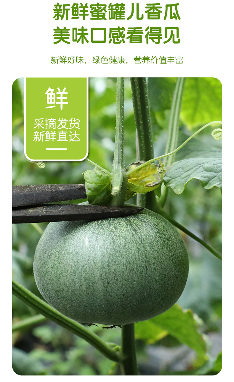  【北京优农】密之蓝天密云本地蜜罐香瓜  农家自产