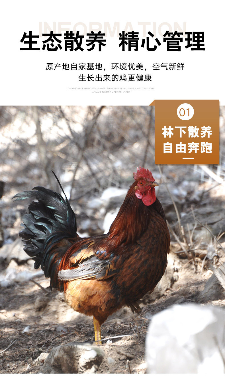  【北京优农】密之蓝天农家散养大公鸡1只  净重约3.5斤  邮政农品