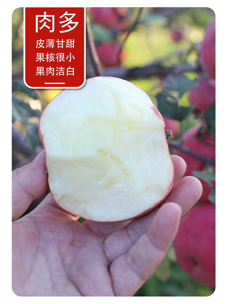  邮政农品 【北京优农】密之蓝天密云本地高山富士苹果家庭装