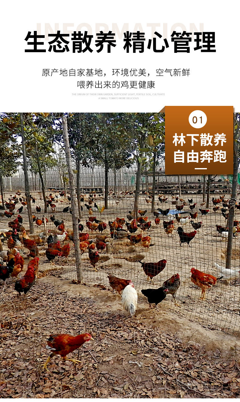  邮政农品 【北京优农】密之蓝天密云本地散养童子鸡