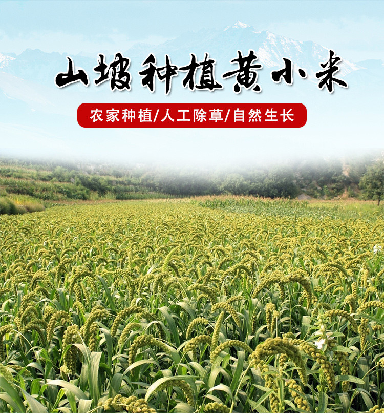  【北京优农】密之蓝天密云本地农家黄小米礼盒（3200g）  邮政农品