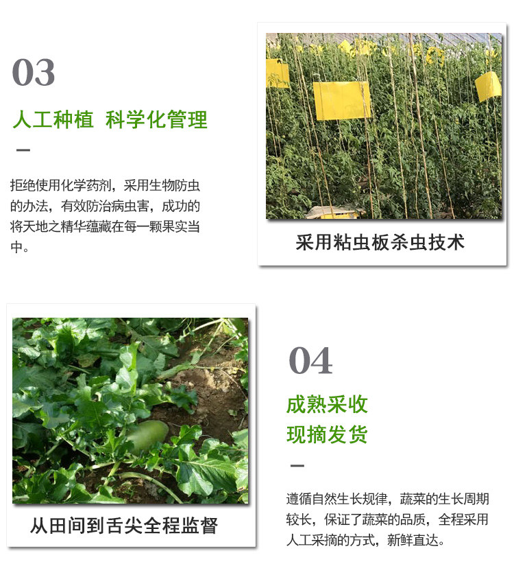 【北京】密之蓝天农家种植沙窝水果萝卜脆甜多汁2根约1500g  邮政农品