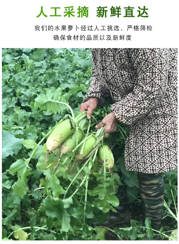 邮政农品 【北京优农】密之蓝天农家种植沙窝水果萝卜2根约1500g
