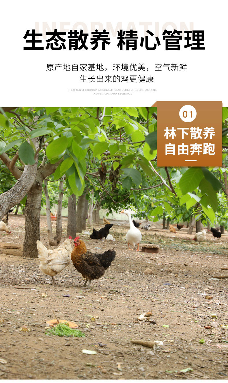 邮政农品 【北京优农】密之蓝天农家散养老母鸡1只 约2斤
