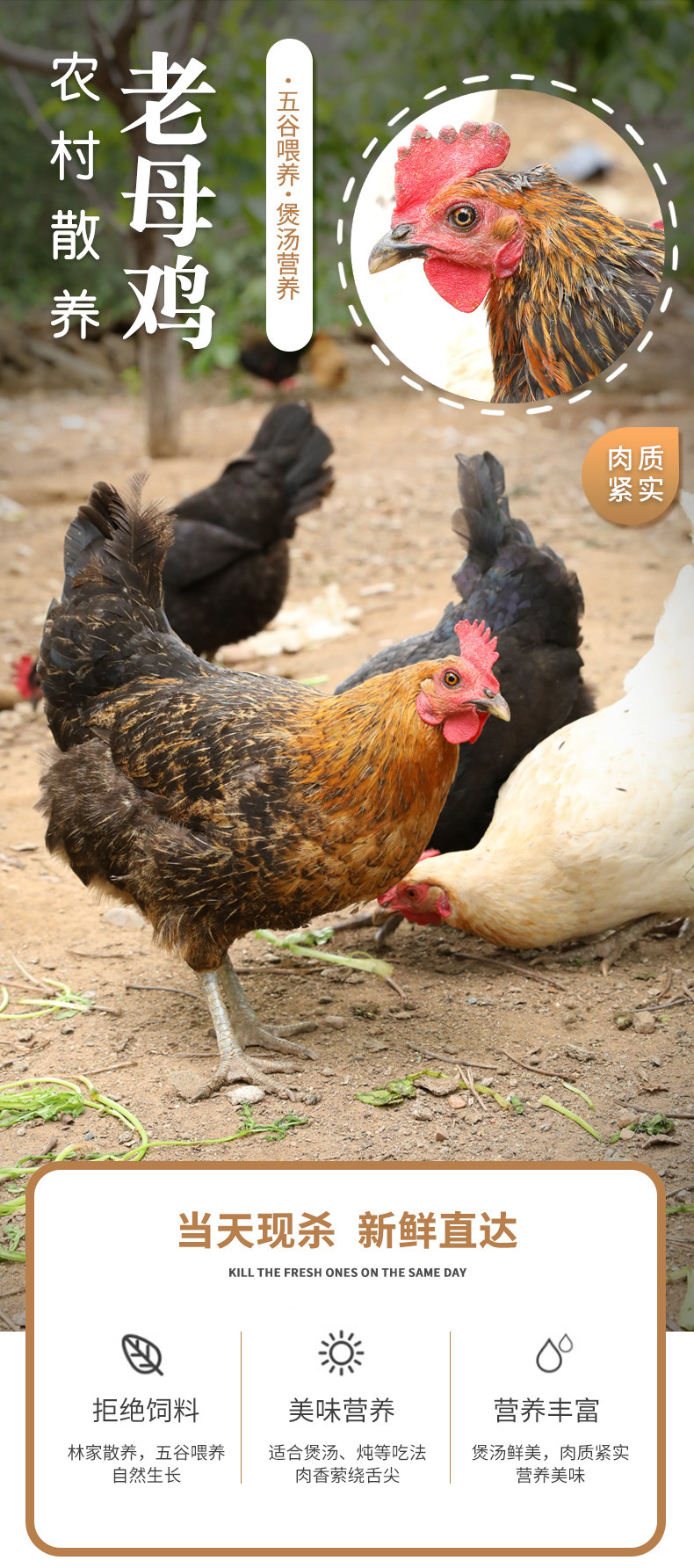 邮政农品 【北京优农】密之蓝天农家散养老母鸡1只 约2斤