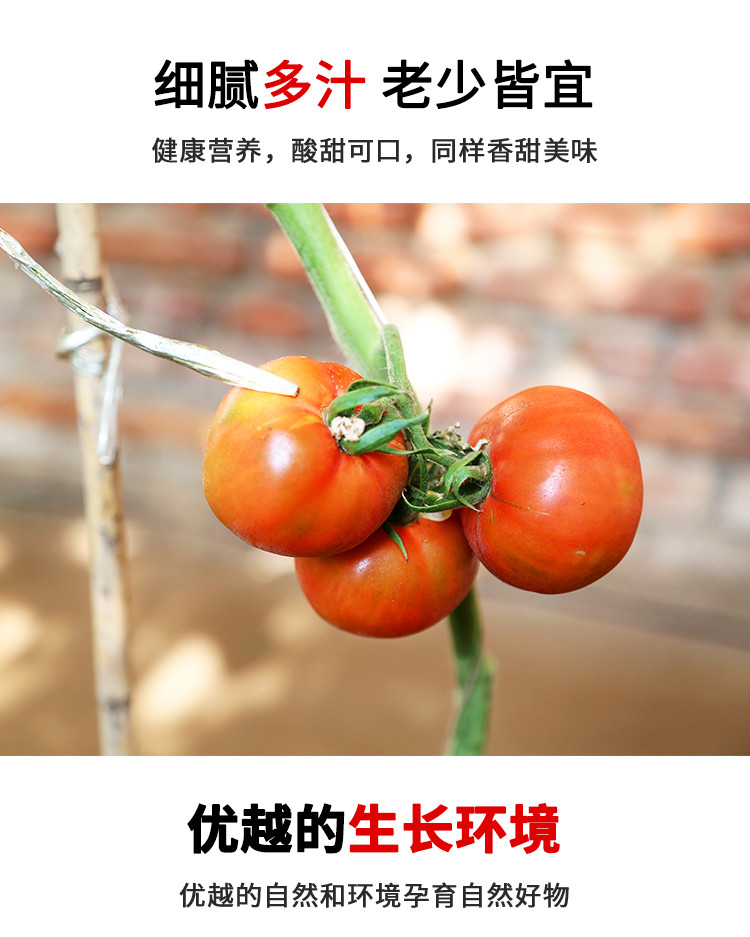 密水农家 【北京优农】自然熟铁皮西红柿子 生吃 草莓番茄4斤 酸甜多汁