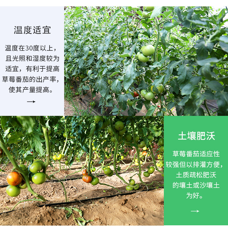 密水农家 【北京优农】自然熟铁皮西红柿子 生吃 草莓番茄4斤 酸甜多汁