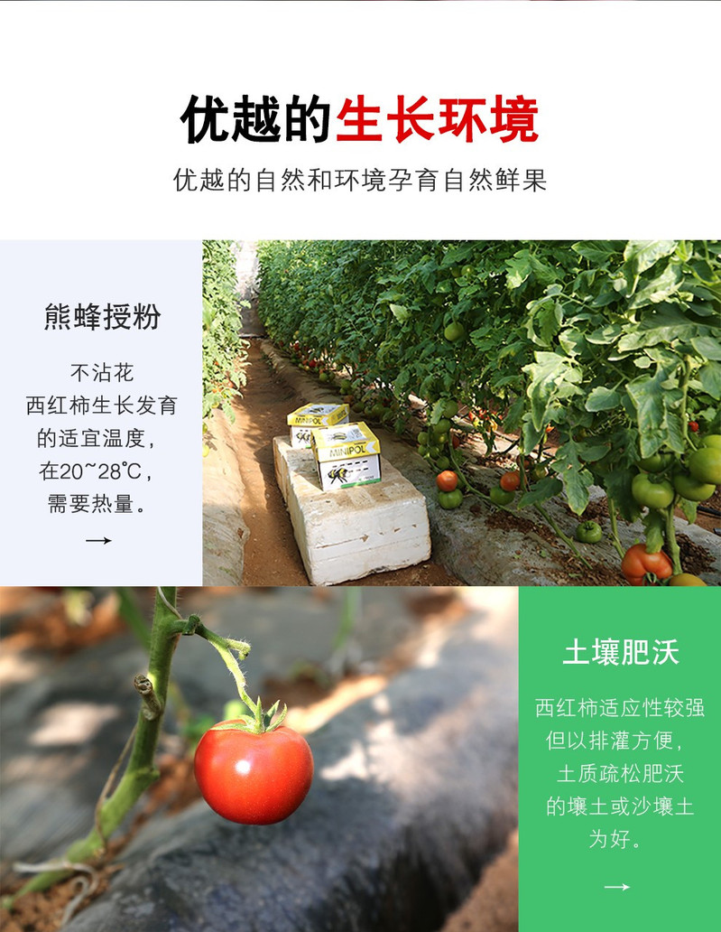 密水农家 【北京优农】密云本地新鲜沙瓤西红柿 番茄2000g