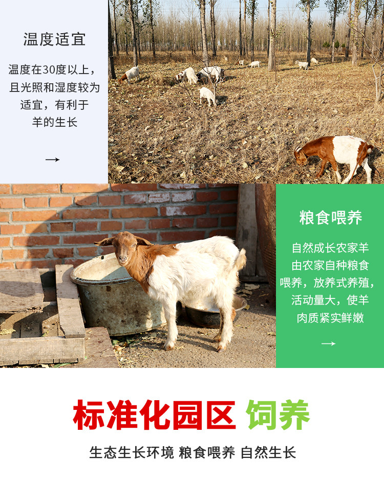 密水农家 【北京优农】正宗内蒙新鲜羊棒骨1kg