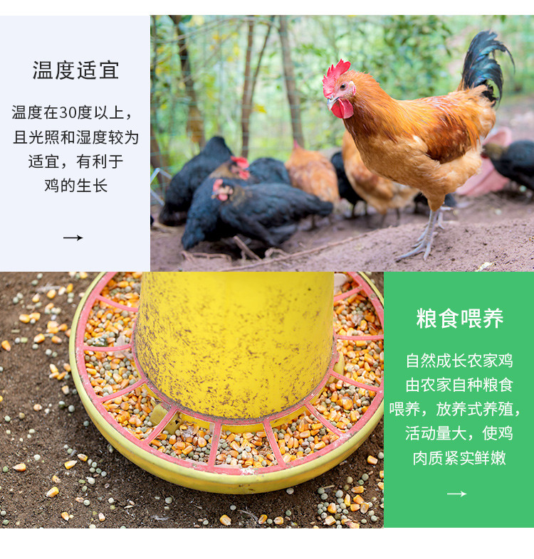 密水农家 【北京优农】跑山散养新鲜鸡大腿2只约600g