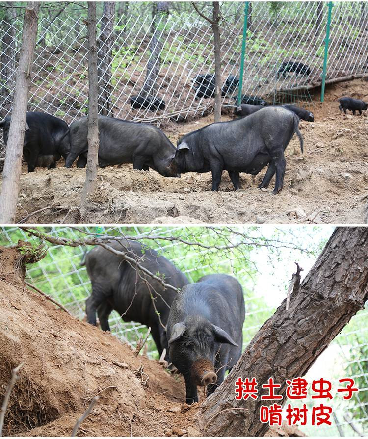 密水农家 【北京优农】跑山黑土猪生板油 大油