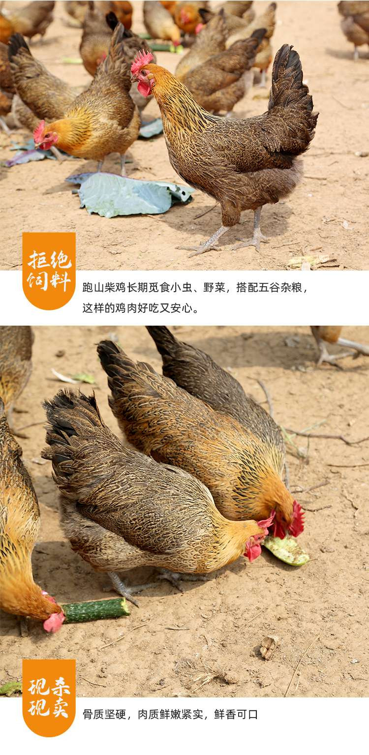 密水农家 【北京优农】跑山散养新鲜柴公鸡