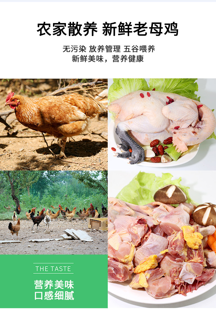 密水农家 【北京优农】跑山散养新鲜老母鸡