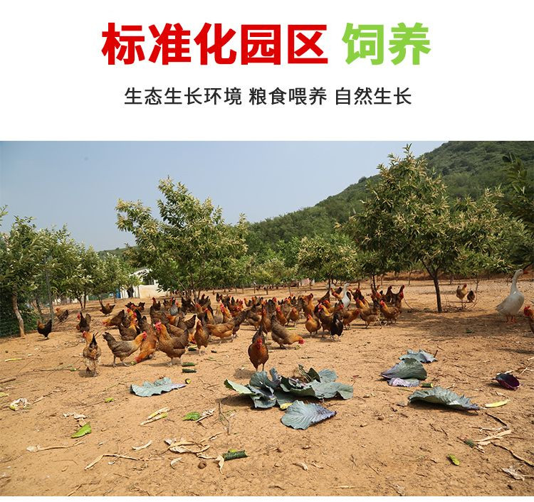 密水农家 【北京优农】跑山散养新鲜童子鸡