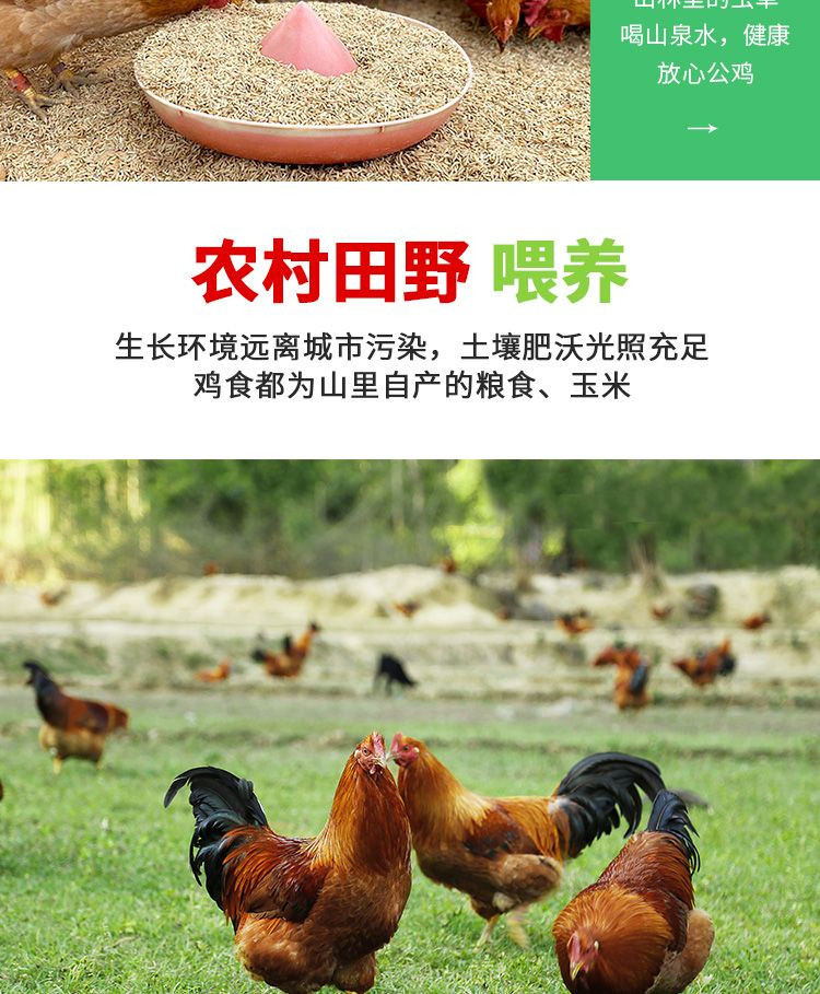 密水农家 【北京优农】跑山散养约600天大公鸡 老公鸡块