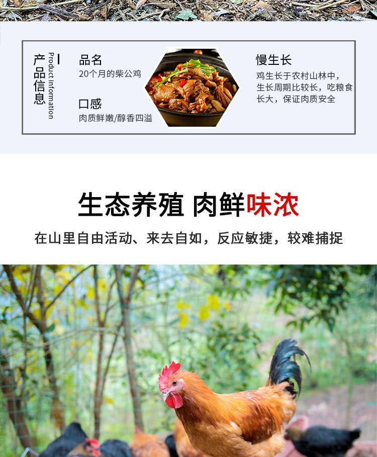 密水农家 【北京优农】跑山散养约600天大公鸡 老公鸡块