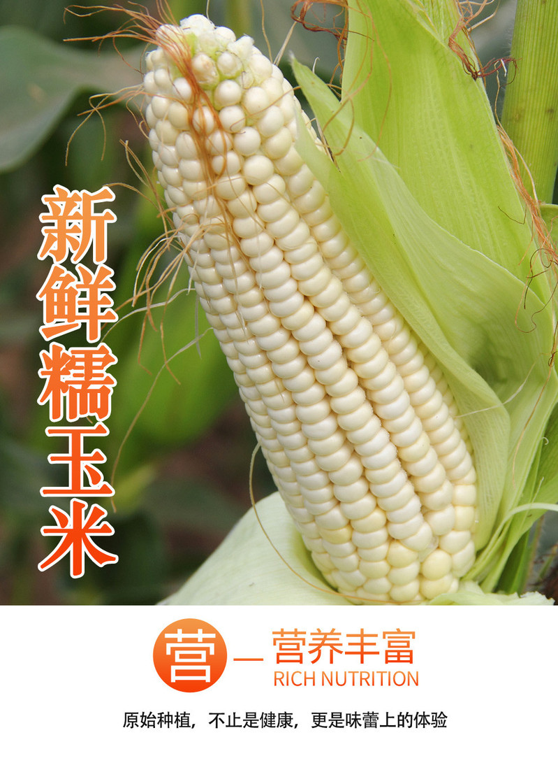 邮政农品 【北京优农】密之蓝天密云本地新鲜现掰糯玉米2500g