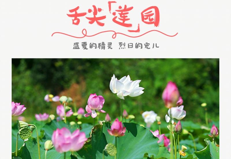 汇橙 新鲜莲子 已经剥好 水果莲蓬 江西石城白莲 特产剥开即食 莲肚子2斤装 空运直达