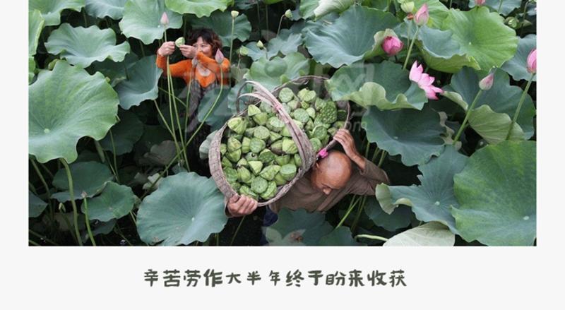 汇橙 新鲜莲子 如意莲 水果莲蓬20朵 江西石城白莲 特产剥开即食 空运直达