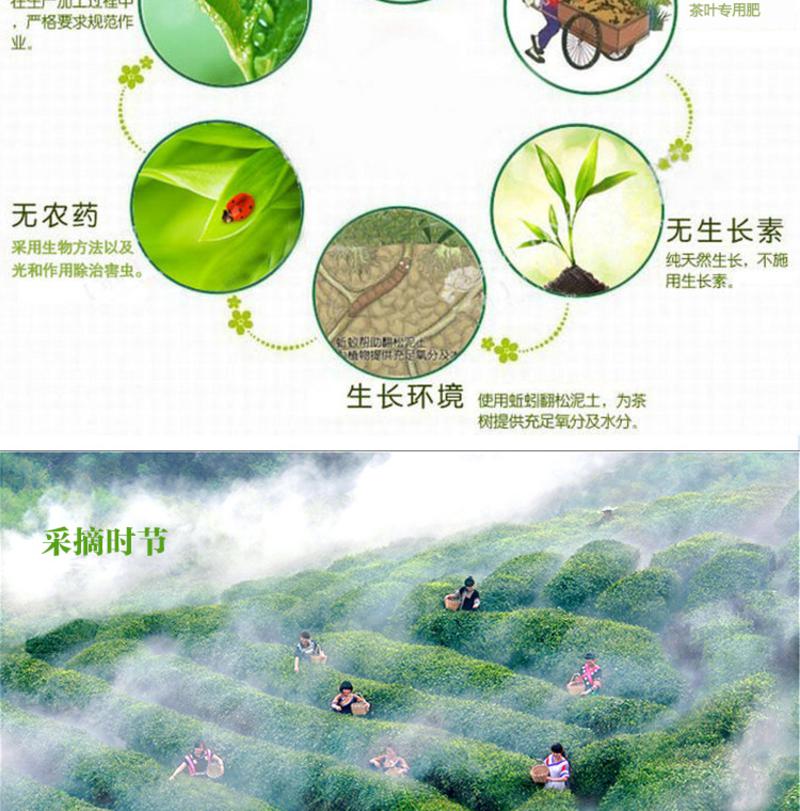 中国十大名茶 新茶上市绿色礼盒300g都匀毛尖绿紧细 卷曲 披毫