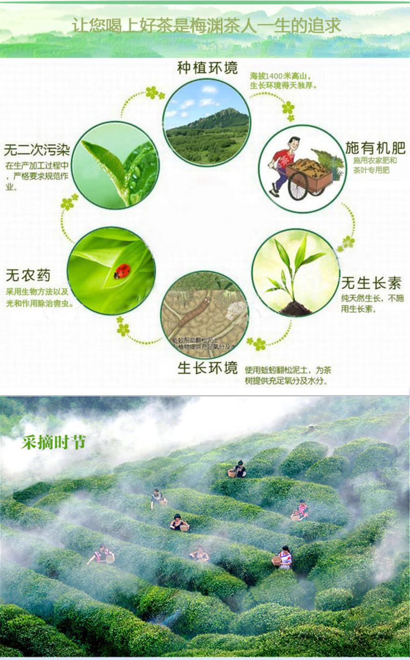 贵州特产都匀毛尖一级绿茶高山云雾有机茶叶