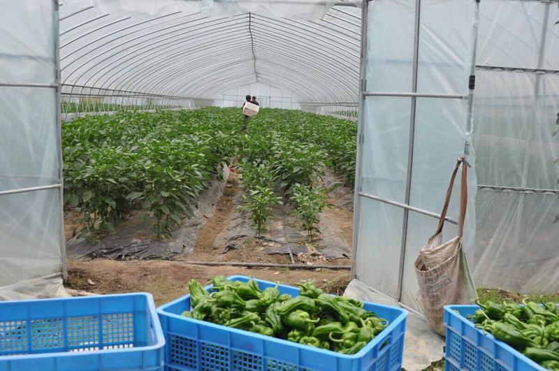 杭锦昌经济套餐蔬菜A礼盒