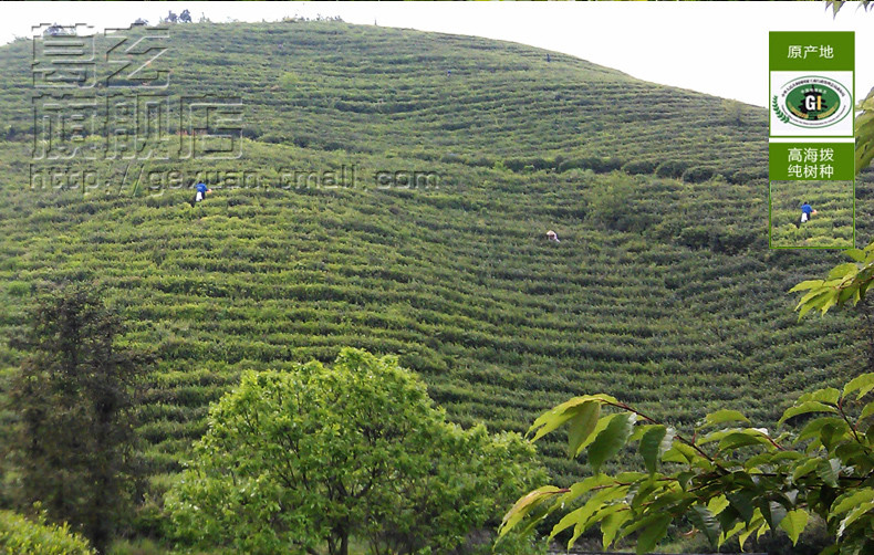 葛玄 2017高山云雾绿茶新茶明前绿新茶香嫩