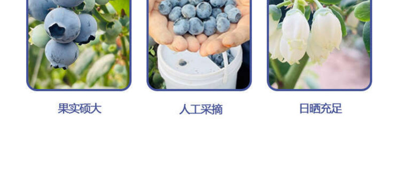 农家自产 仙居本地蓝莓2斤装江浙沪包邮