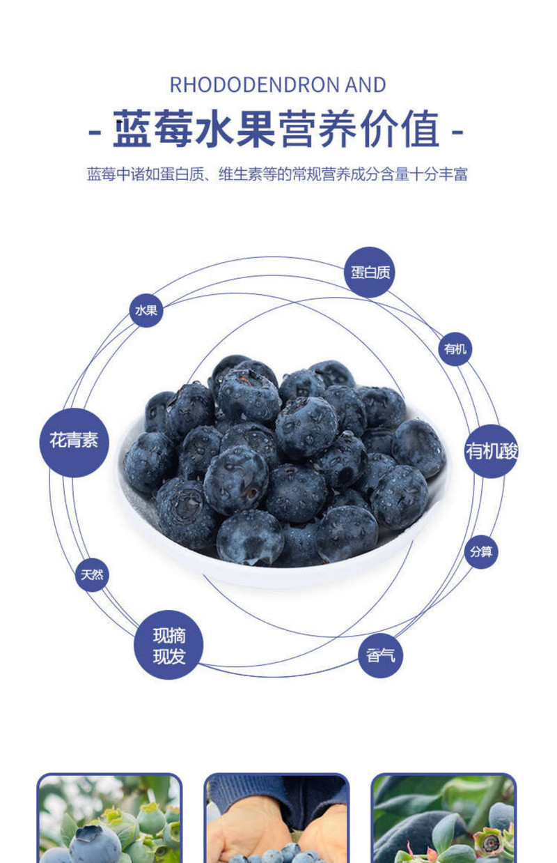 自产自销 仙居本地蓝莓鲜果2斤装江浙沪包邮8*125g五月中旬上市发货