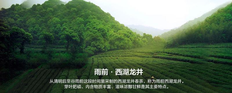 【浙江特产】西湖龙井2020年雨前新茶茶农直销特三级250g简包装