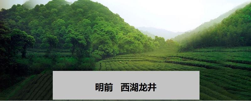 【浙江特产】西湖龙井2020年新茶茶农自产自销特一级250g简包装