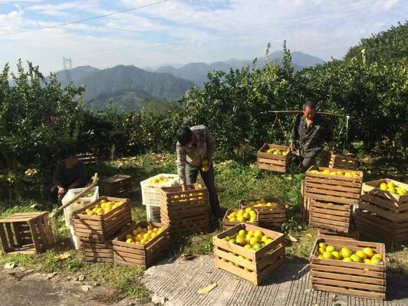 丽水市开潭村甜橘柚（助农项目）