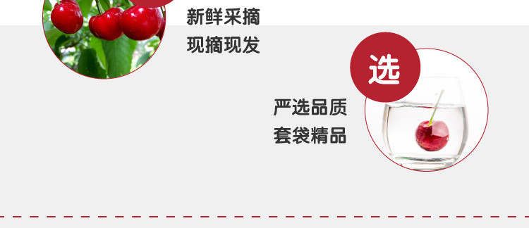 农家自产 【会员享实惠】四川雅安汉源甜樱桃套袋果