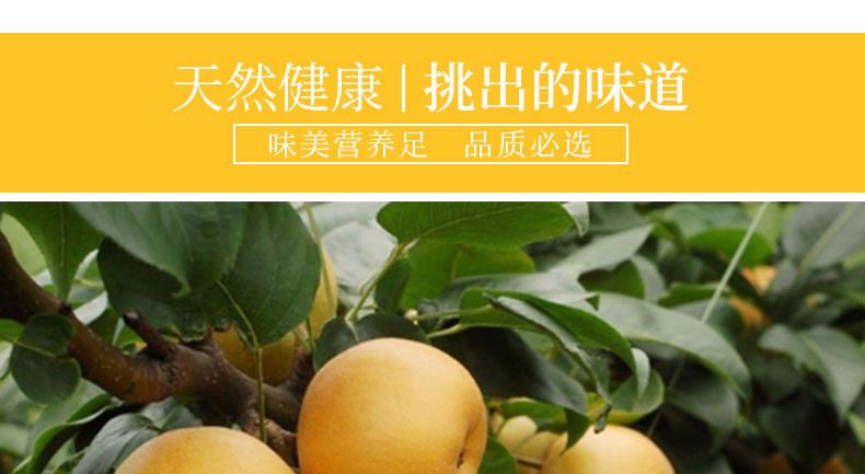 【川邮自营】宜宾长宁县黄花梨 2.5kg 鲜果甜脆
