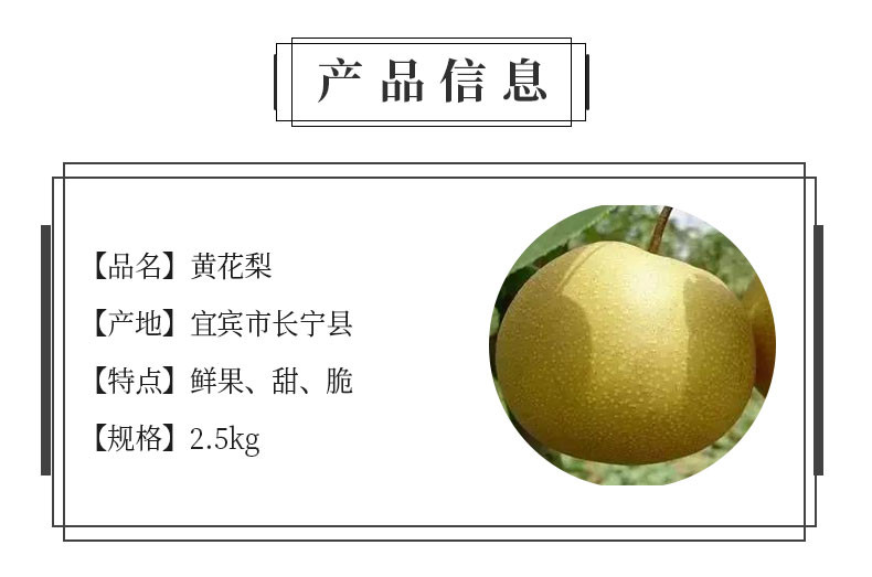 【川邮自营】宜宾长宁县黄花梨 2.5kg 鲜果甜脆