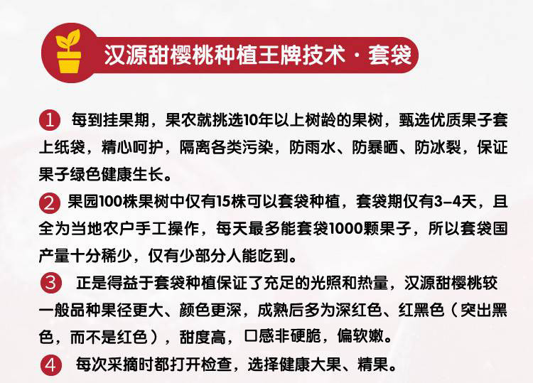 【川邮自营】四川汉源甜樱桃 精品套袋果2斤 EMS极速鲜配送