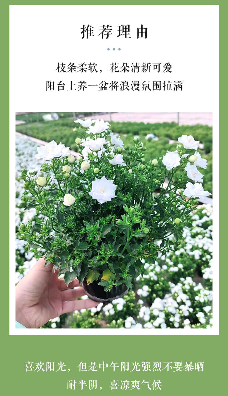 农家自产 【成邮】梦露丹麦风铃盆栽 11-12cm口径盆