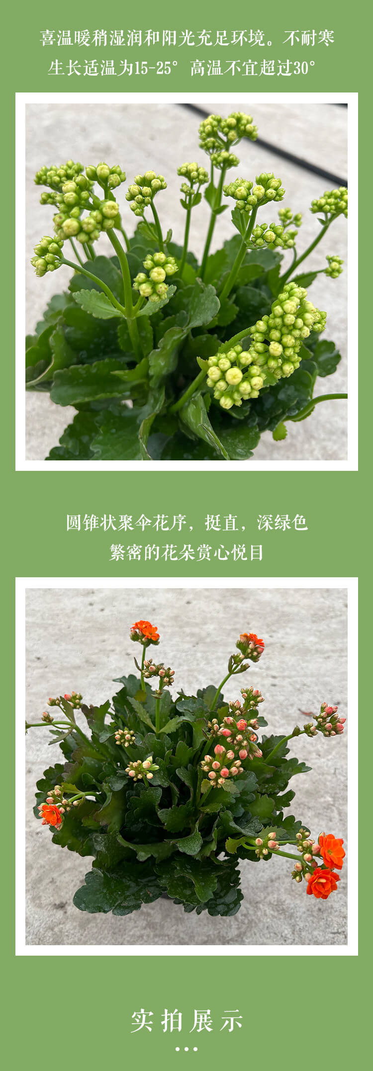 农家自产 【成邮】长寿花（红/粉/黄随机发货）14cm口径盆