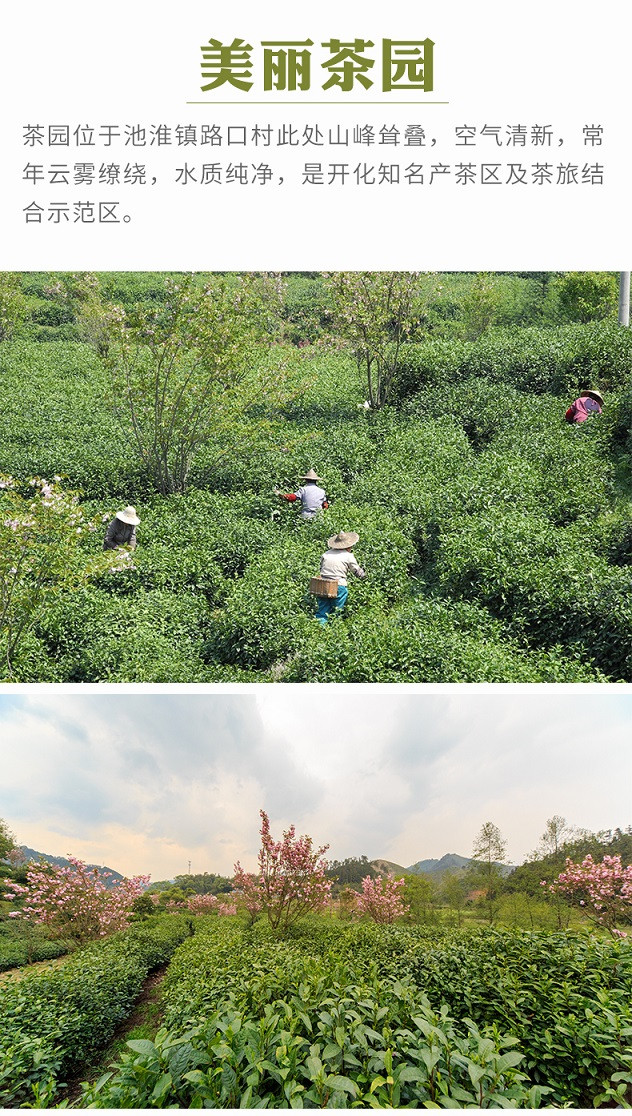 益龙芳2020新茶明前早春春茶开化龙顶芽茶雀舌绿茶茶叶嫩芽高山云雾鲜爽30g