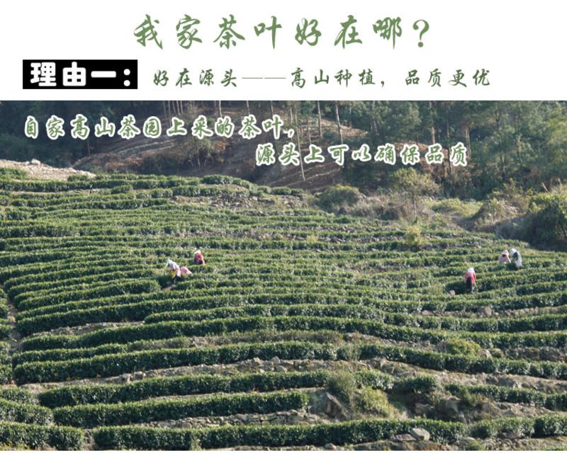 2016新茶明前特级碧螺春茶叶 散装高山浓香日照绿茶茶农直销500g