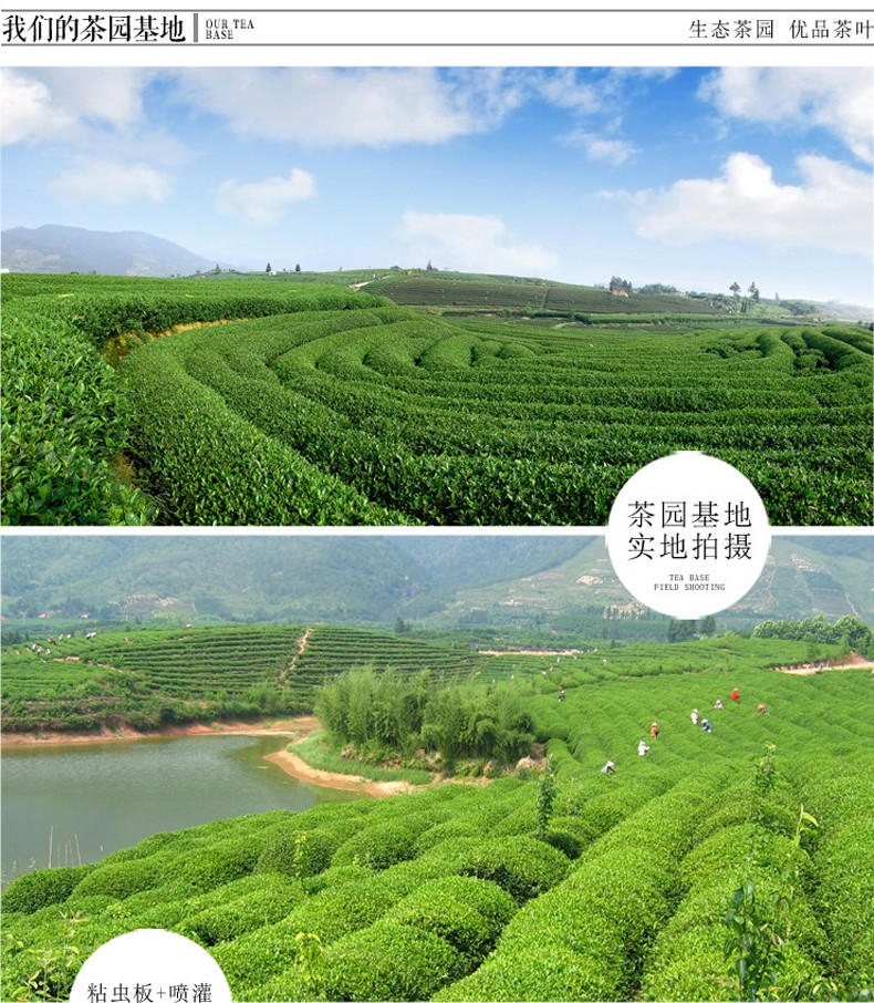 60g正宗安吉白茶茶叶2015新茶叶明前珍稀一级白茶 针形高山茶绿茶