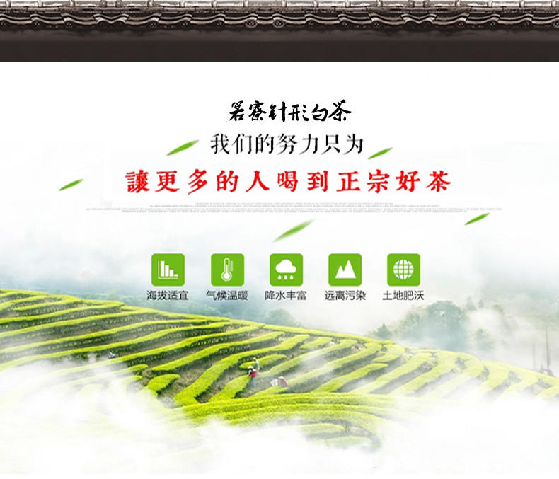 60g正宗安吉白茶茶叶2015新茶叶明前珍稀一级白茶 针形高山茶绿茶